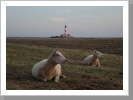 Schafe bewachen den Leuchtturm Schafe bewachen den Leuchtturm