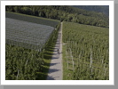 Biken zwischen den Apfelplantagen im Vinschgau Biken zwischen den Apfelplantagen im Vinschgau