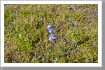 Glockenblume am Wegesrand Glockenblume am Wegesrand