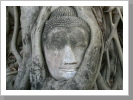 Buddhakopf, Ayutthaia Buddhakopf, Ayutthaia