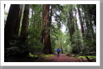 Muirwoods Nationalpark Muirwoods Nationalpark