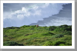 Point Reyes National Seashore Nationalpark Point Reyes National Seashore Nationalpark
