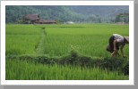 Reisfelder, Mai Chau Reisfelder, Mai Chau