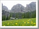 Bunte Bergwiesen Bunte Bergwiesen