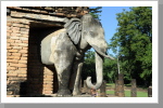 Elefantentempel, Sukothai Elefantentempel, Sukothai