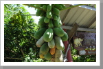 Papaya, frisch vom Baum Papaya, frisch vom Baum