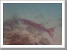Grosser Barracuda Grosser Barracuda